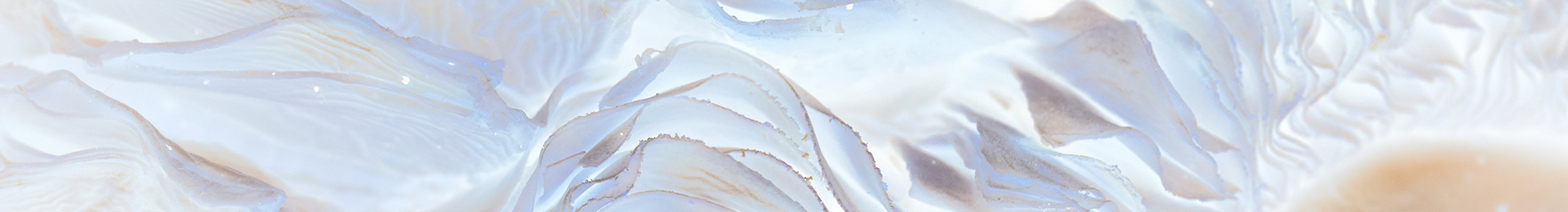 Amanita Collection banner